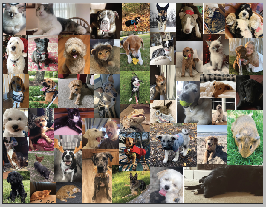 A+collage+of+all+of+the+pet+participants+in+the+competition