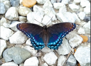 Red spotted purple resting on gravel.