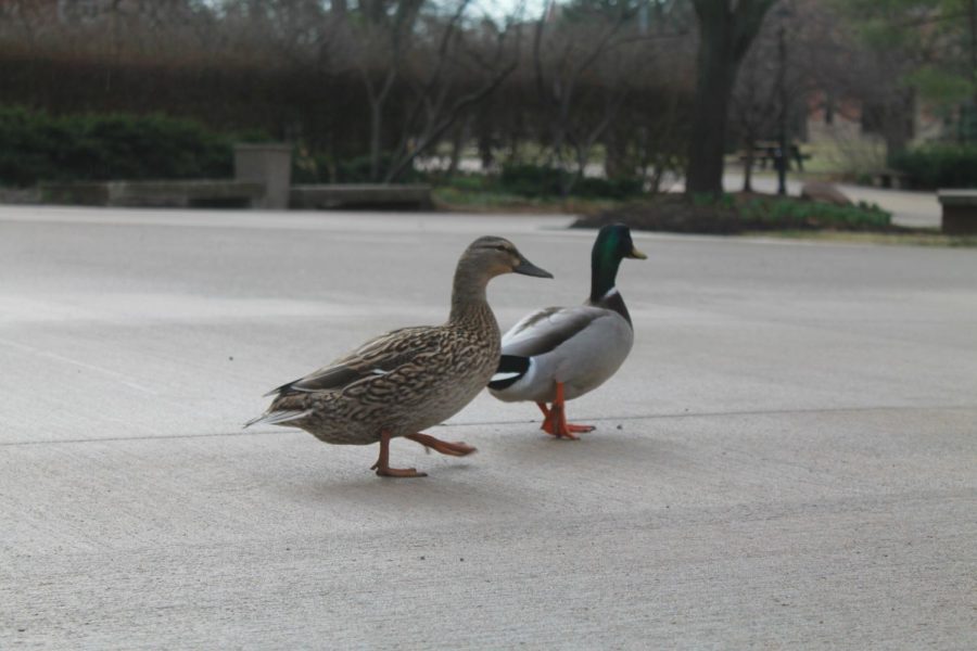 The happy duck pair.
