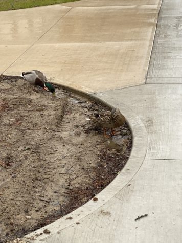 Both Mallards enjoying the rain and puddles under the clock tower near Archer Library
