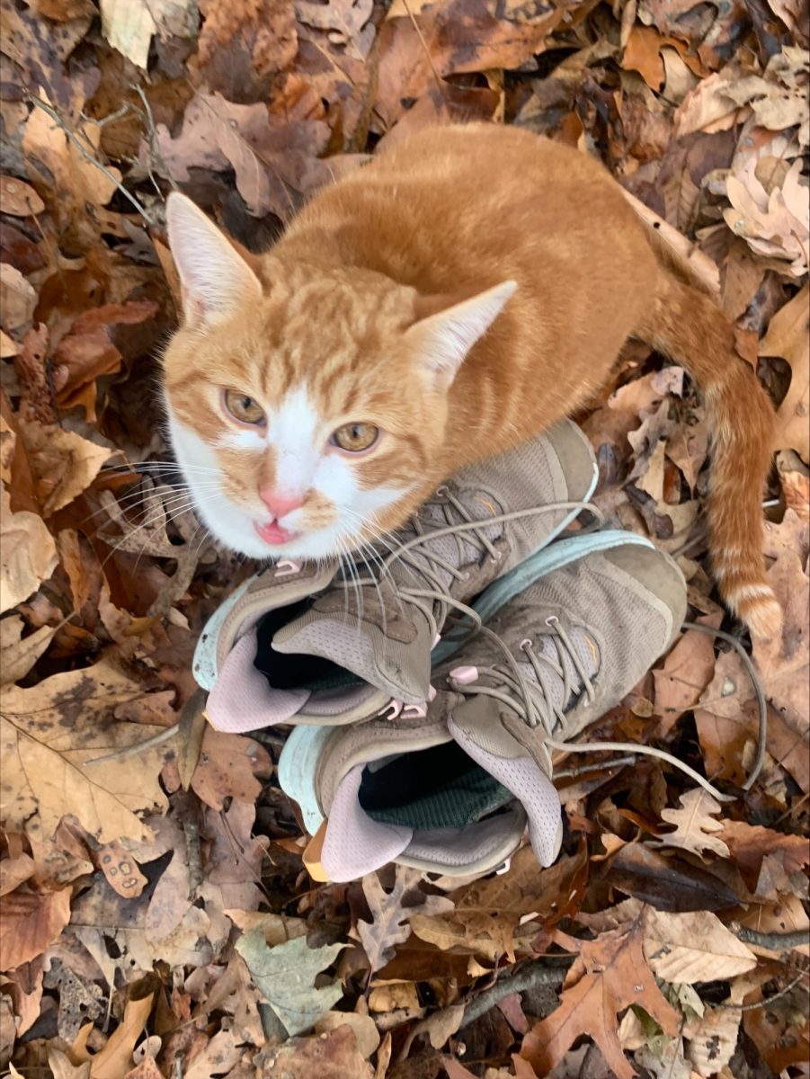 Juno, the cat found, in the Wilderness Center woods in Wilmont, Ohio. 